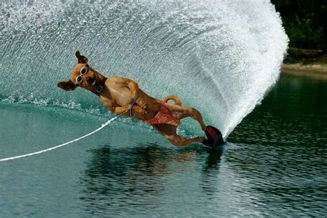 Water skiing dog | Hayvan, Su kayağı, Komik hayvanlar