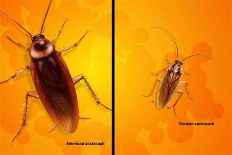 The Palmetto Bug Survival Guide - Cockroach Facts