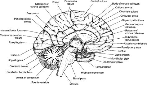 Midsagittal View Of The Brain Labeled