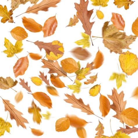 Collection Beautiful Colorful Different Autumn Leaves, Blowing through the Air Isolated on White ...