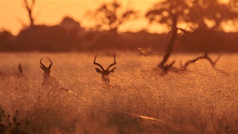 Wildlife Photography Tips at Sunrise