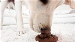 Why Do Dogs Eat Poop?