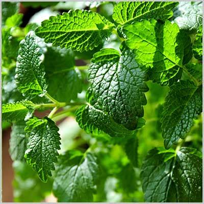 10 Simple Herbal Remedies from Your Garden