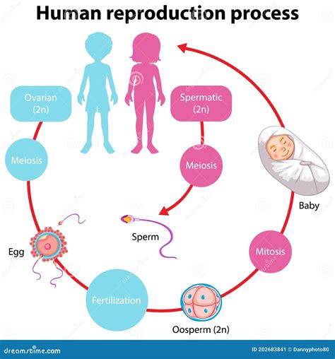 Human Reproduction Stages