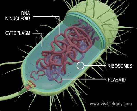 Prokaryotic Cells