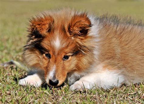 Sheltie Puppy stock photo. Image of canine, sheepdog - 10581842