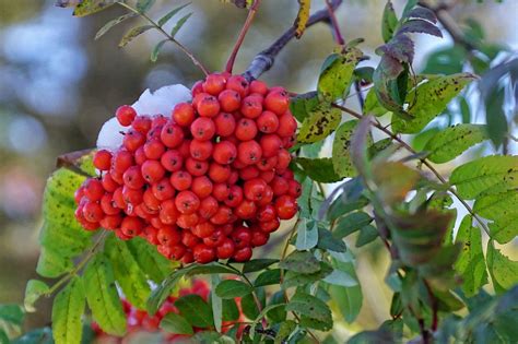 Berry Tree Winter Red - Free photo on Pixabay - Pixabay