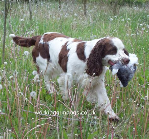 Working Gundogs: Show Breed English Springer Spaniel Gundog Training