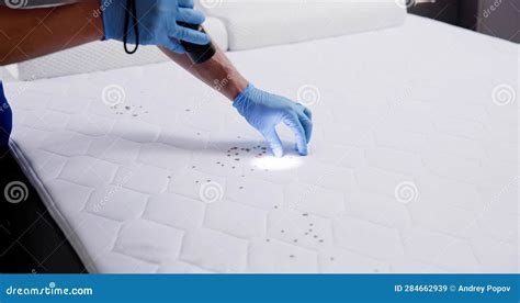 Bed Bug Infestation and Treatment Service Stock Image - Image of ...