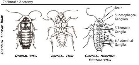 Roach Anatomy Pictures | Anatomy, Sketches, Roaches