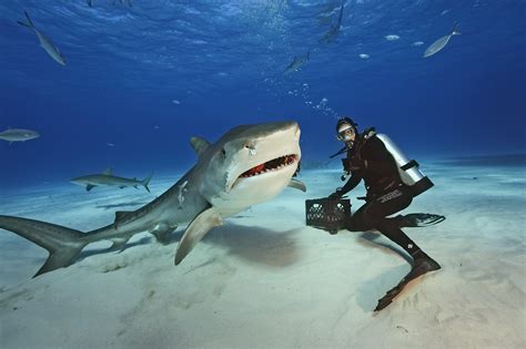 Galería de imágenes: Tiburón Tigre