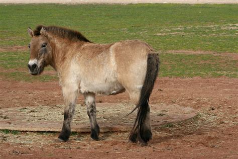 Mongolian Wild Horse Free Photo Download | FreeImages