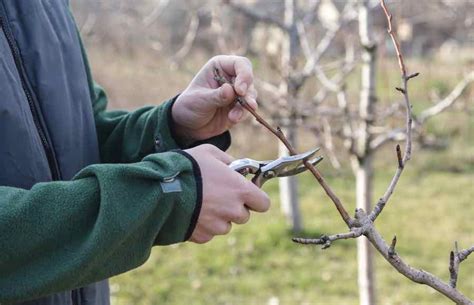 pruning plum trees ireland - Hortencia Contreras