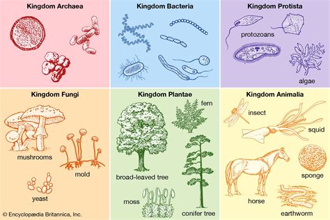 What Is The Example Of Classification at Steve Watts blog