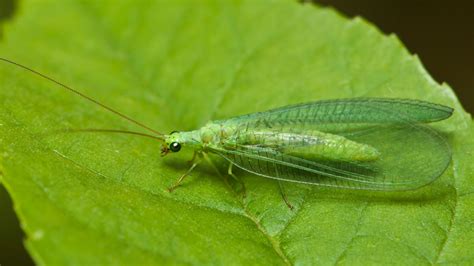 Insect Assassins: Using Biological Pest Control