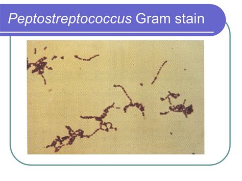 Peptostreptococcus Gram Stain