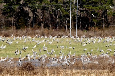 ‘A magical place’: Wheeler National Wildlife Refuge offers escape for ...