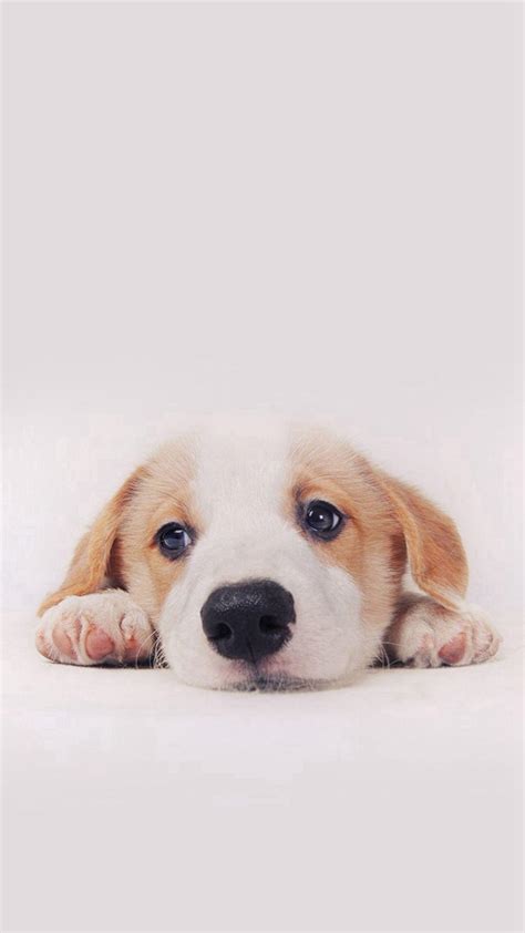 Aesthetic Puppy Wallpapers - Wallpaper Cave