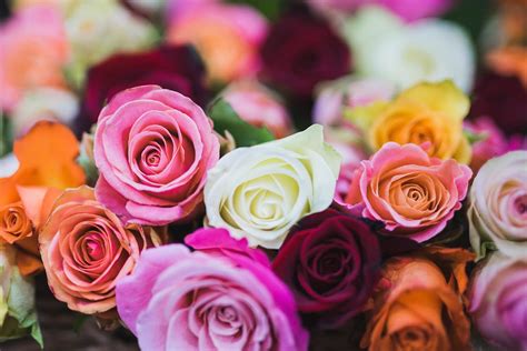 Assorted Color of Rose Flowers · Free Stock Photo