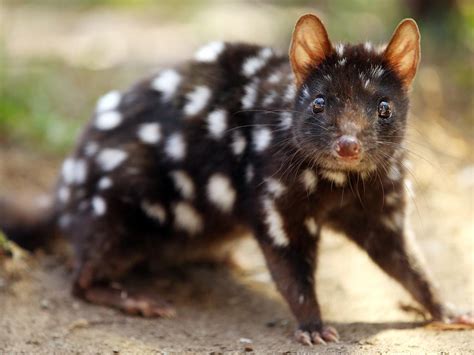 Australia’s most endangered mammals — and how to save them | Gold Coast Bulletin