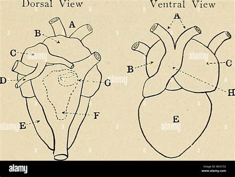 Anatomy Of Frog Heart - Anatomical Charts & Posters