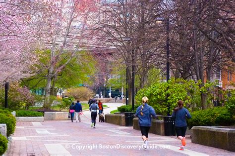 Spring Flowers in Boston | Garden Tours | Boston Discovery Guide