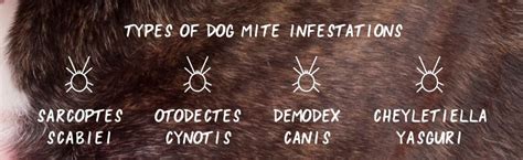 Dog Mites: Symptoms, Causes & Plant-based Remedies - Wondercide