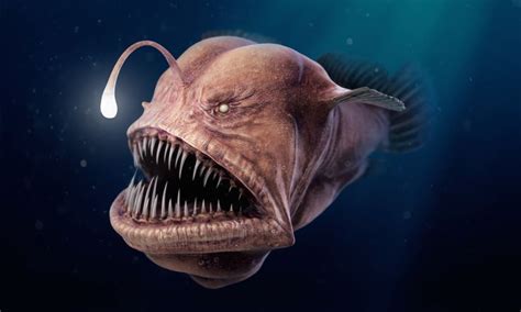 ArtStation - Big bad Angler fish, Thomas Veyrat | Deep sea creatures, Deep sea animals, Deep sea ...