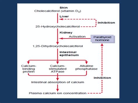 Calcium metabolism,ppt