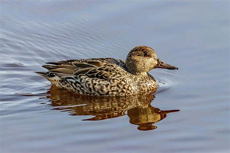 Green-winged Teal Female Photograph by Joseph Siebert - Pixels