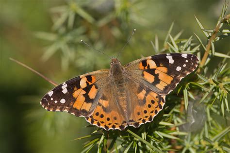 Vanessa cardui - Butterflies of Croatia