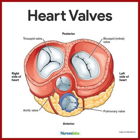 Cardiovascular System Anatomy and Physiology: Study Guide for Nurses https://nurseslabs.com ...