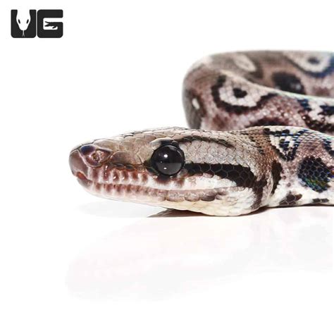 Brazilian Rainbow Boa For Sale - Underground Reptiles