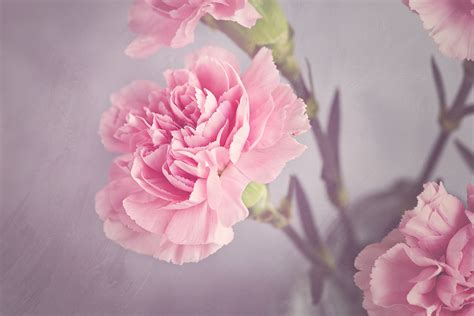 Free Images : blossom, petal, bloom, close, flora, petals, carnation ...