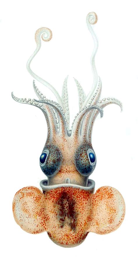 Real Monstrosities: Bobtail Squid