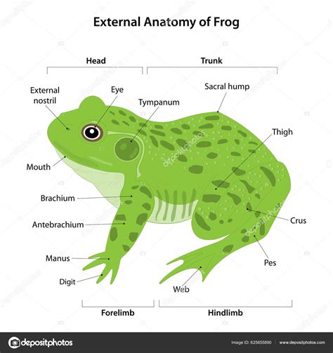 External Anatomy Frog Stock Vector Image by ©AStepBioMed #625655890