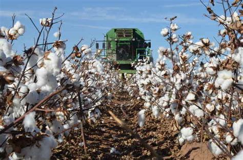 Agriculture | Special Issue : Cotton Production and Quality Research