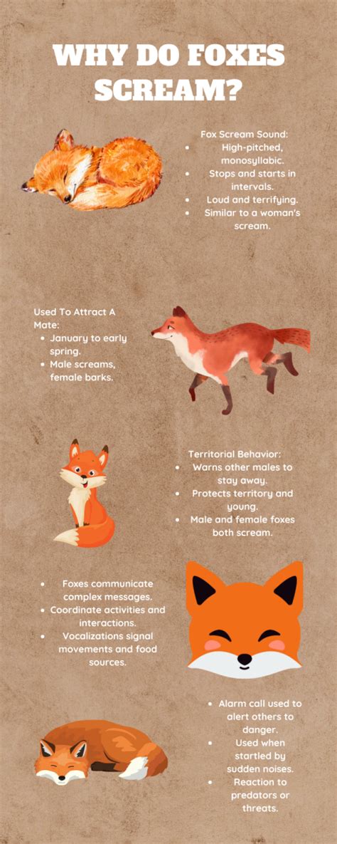 Why Do Foxes Scream At Night?