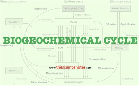 Biogeochemical cycle and its Types - The Science Notes