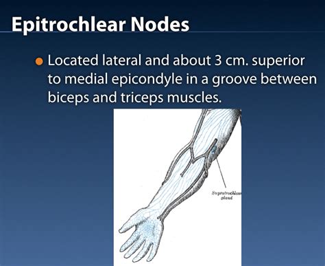 Which Area Of The Arm Drains To The Epitrochlear Nodes - Best Drain ...