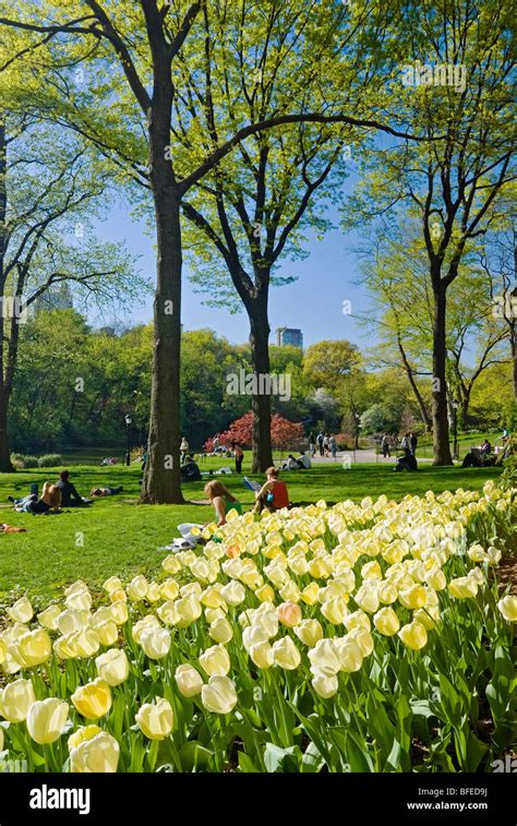 Springtime flowers bloom in Central Park, New York City Stock Photo - Alamy