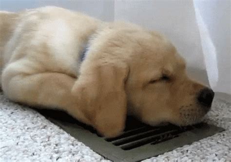 Funny Puppy GIFs - Get the best GIF on GIPHY