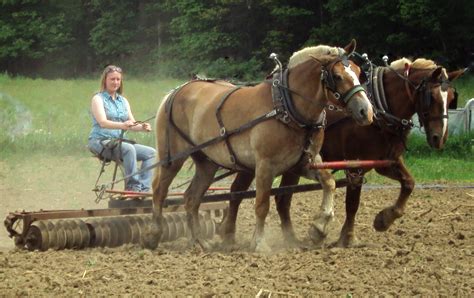 work horses 018 - Homestead Hustle