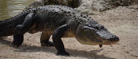 The Biggest Alligator Ever Found in Alabama - A-Z Animals