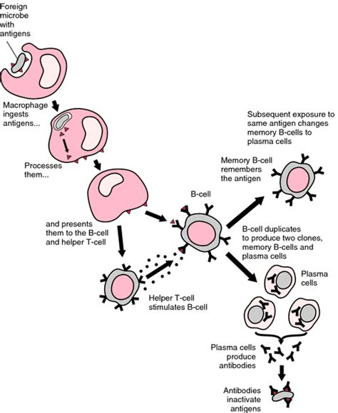 Antibody formation; Antibody Production; Antibody Response