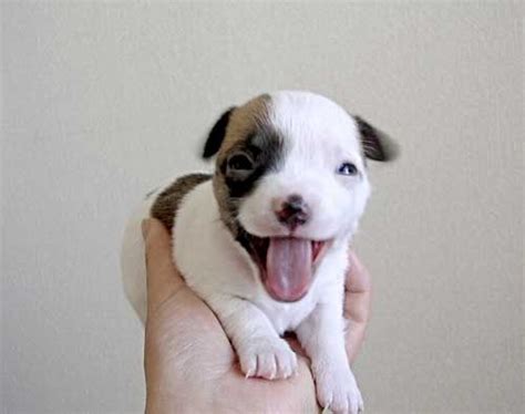 smiling baby puppy. Animals can smile too! | Cute animals, Cute animal ...