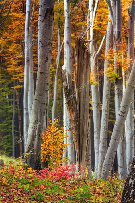 Autumn beech fall forest — Stock Photo © kavita #85544784