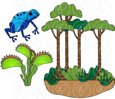 Learning About the Amazon Rainforest: Clip Art Pack 300 Dpi Digital ...