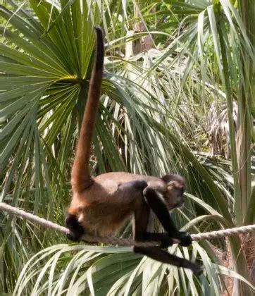 Spider Monkey Facts For Kids | Spider Monkey Diet & Habitat