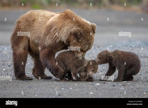 Brown Bears of Alaska with cubs Stock Photo - Alamy